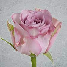 Pink Roses